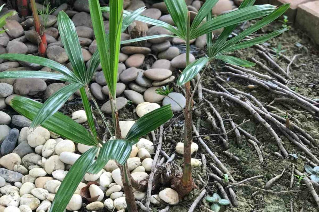 Slender Lady palm explained