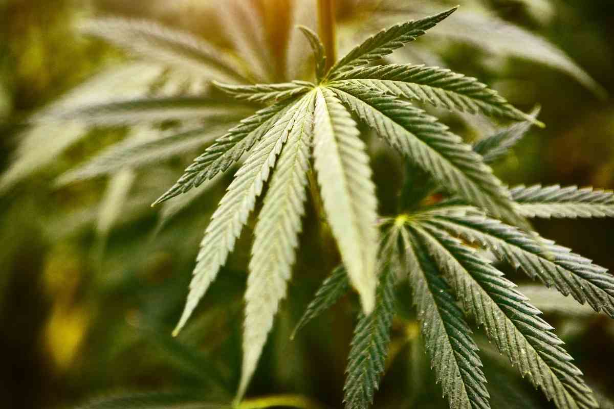 Spider Mites On Buds At Harvest Time (All You Need To Know)