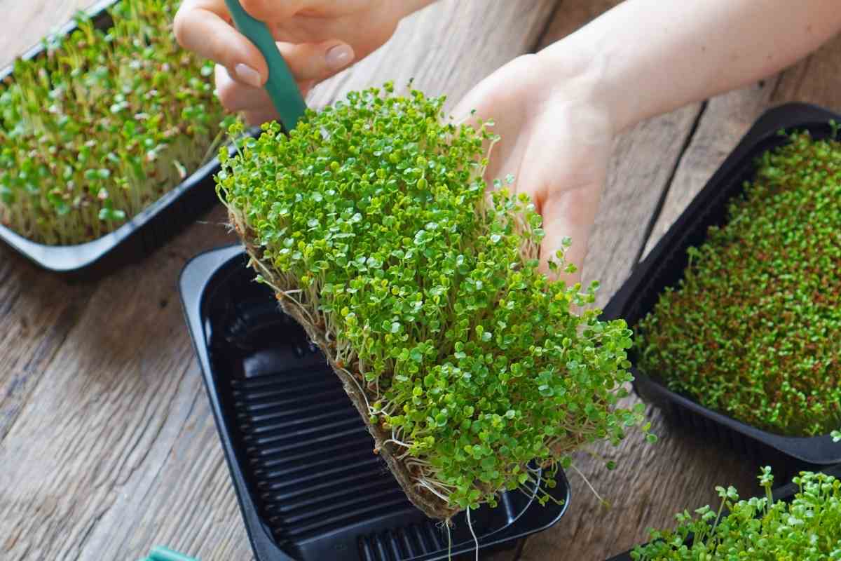 My Favorite Trays for Growing Microgreens at Home