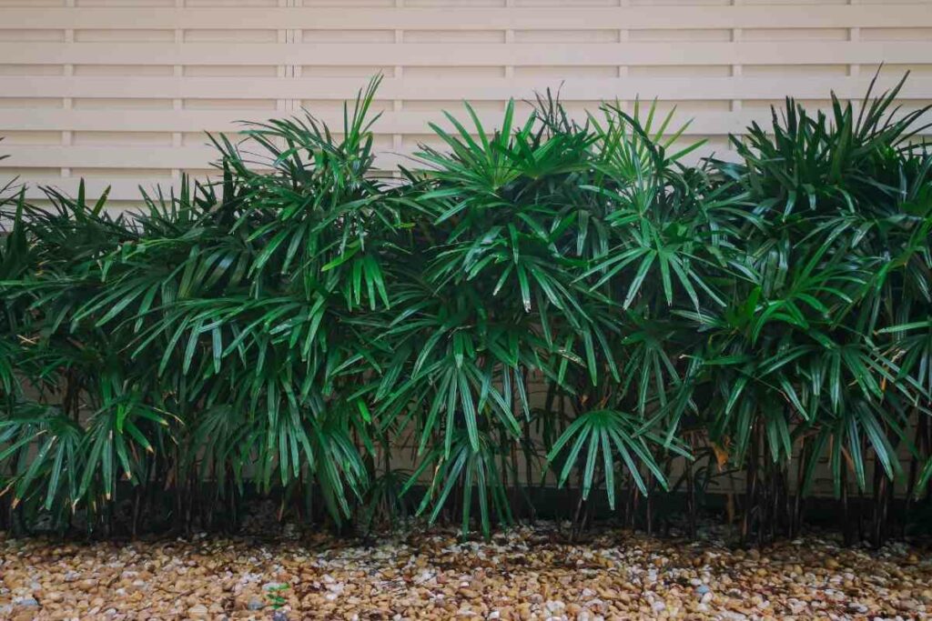 Varieties of Lady Palm