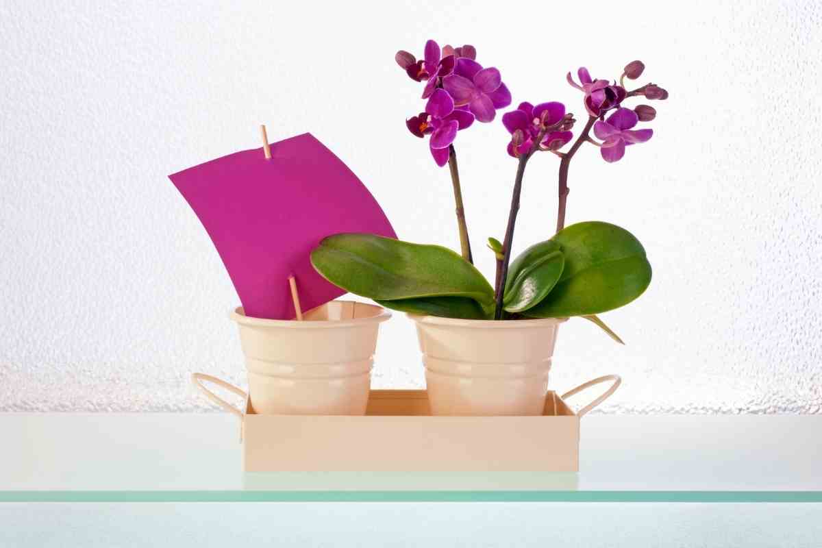 What Do Orchids Symbolize?