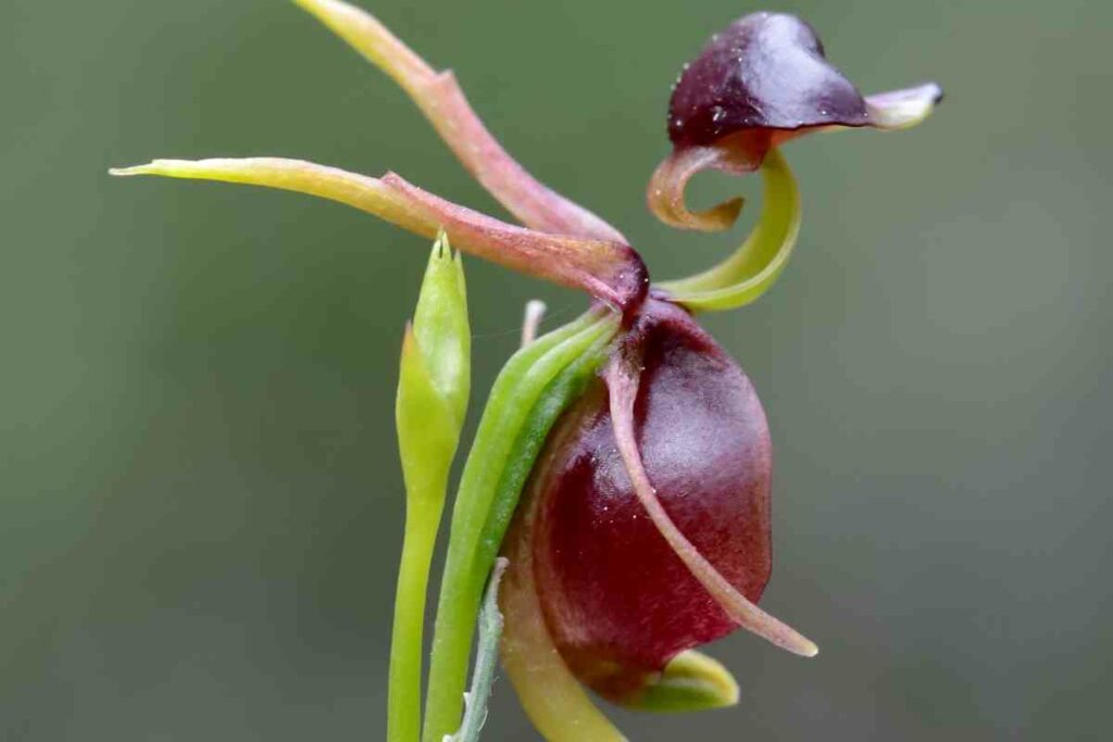 Magnificent flying duck orchid