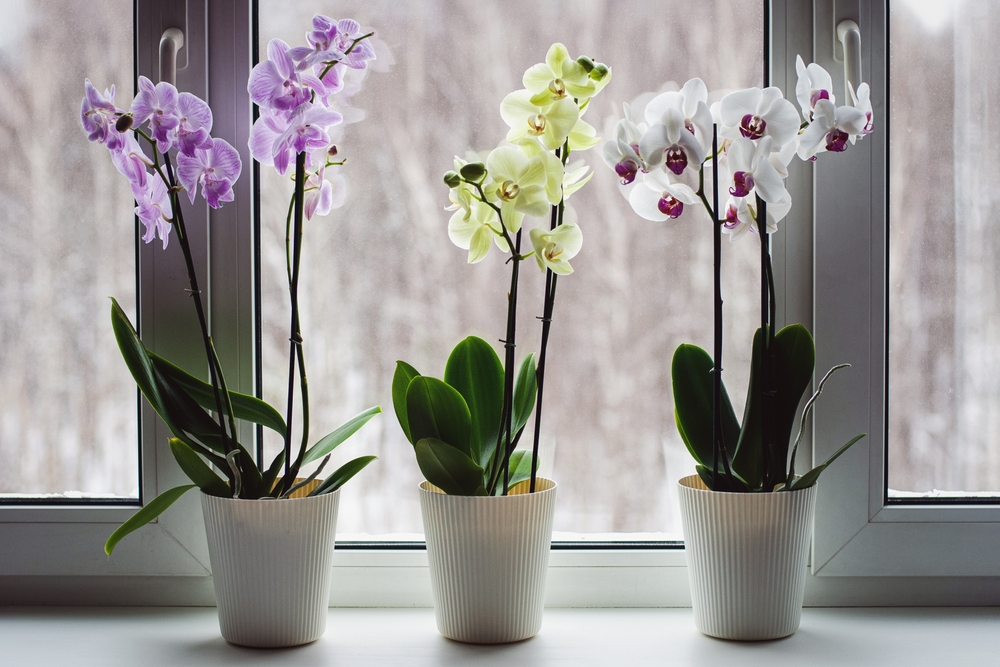 Orchids (Orchidaceae)