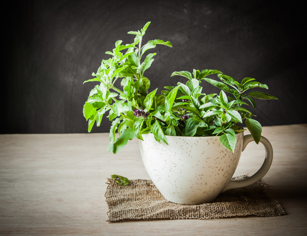 Tulsi, Holy Basil (Ocimum sanctum)