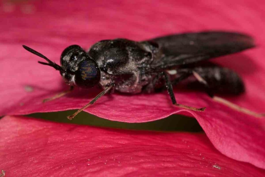 Where Do the Maggots Come From?