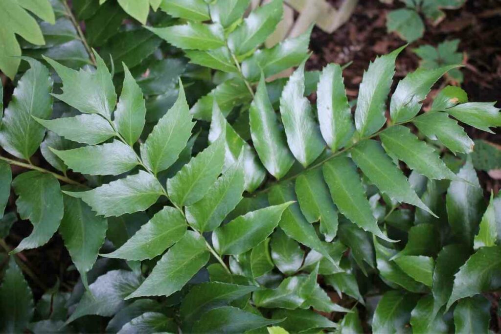 Holly fern hardy fern variety