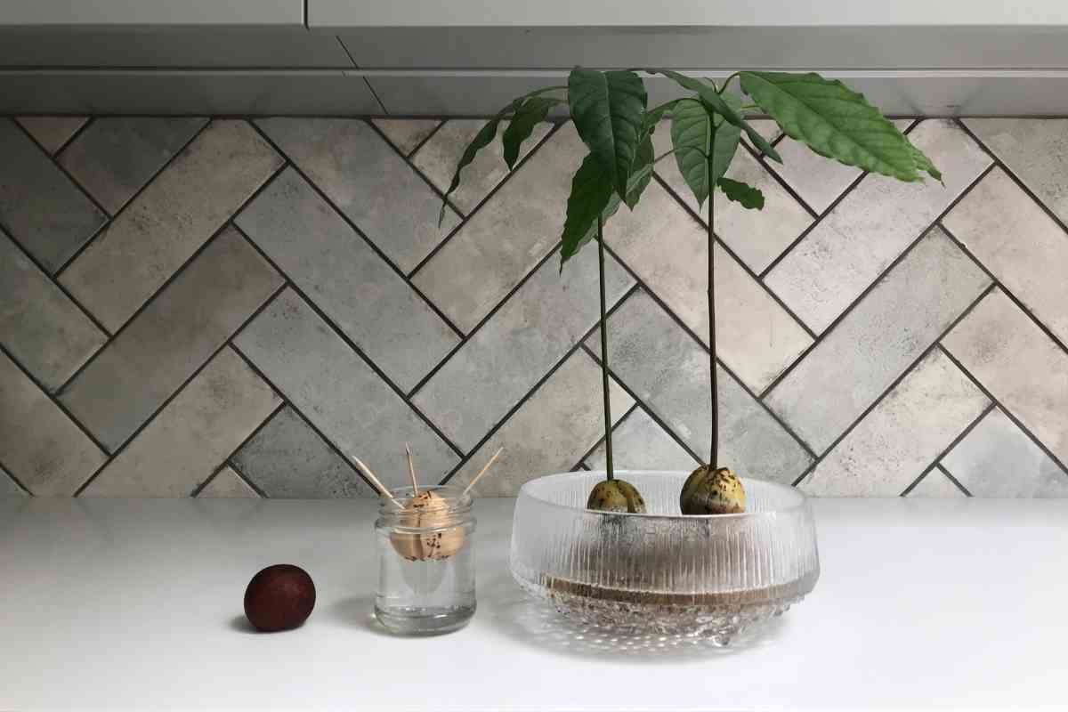 How to Keep an Avocado Plant Small
