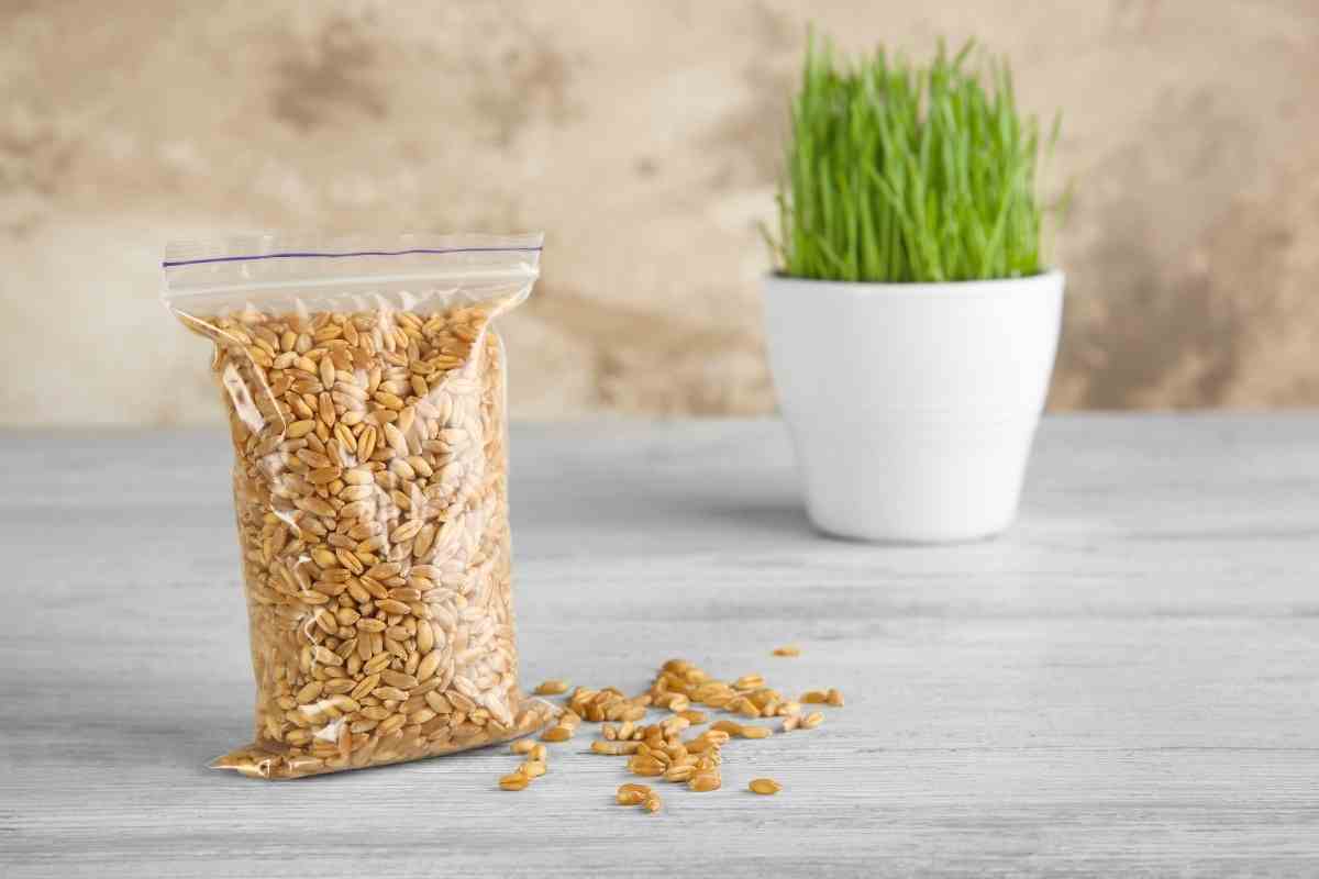 Wheatgrass Seeds for Sprouting – Grower’s Guide