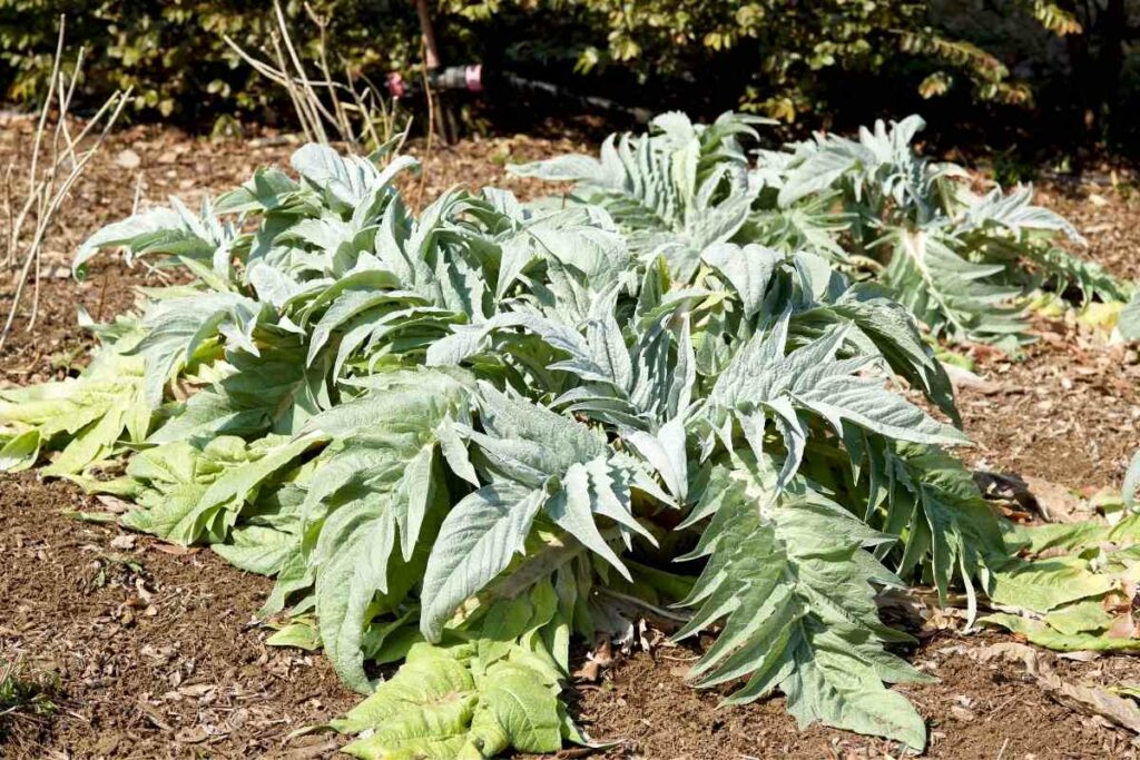 Cardoon enormous leaves