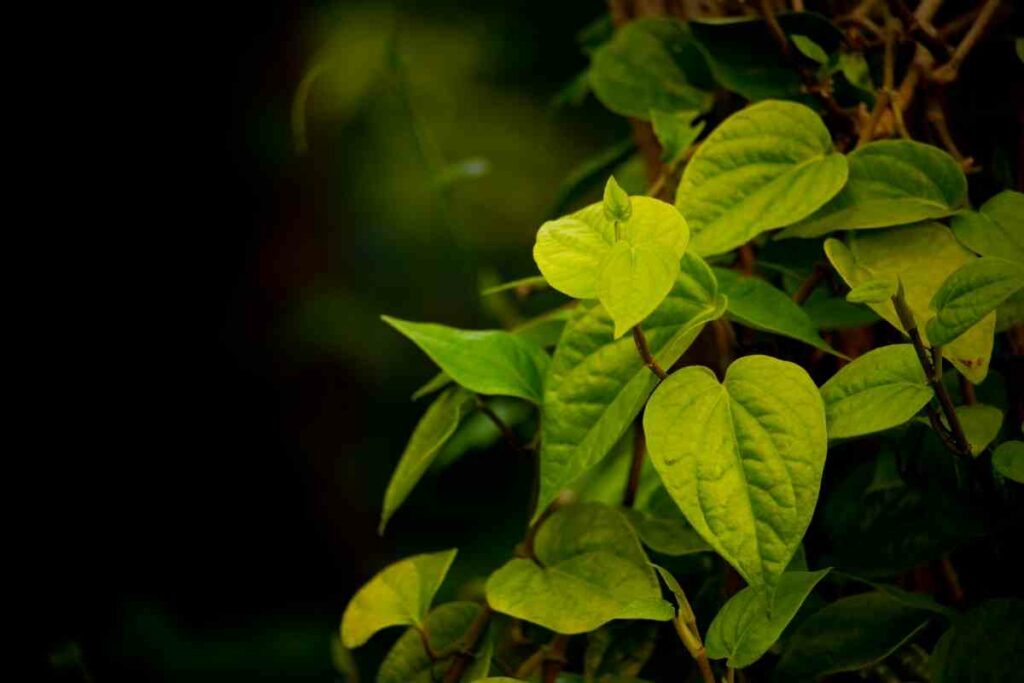 Grower's Guide for Betel Leaf