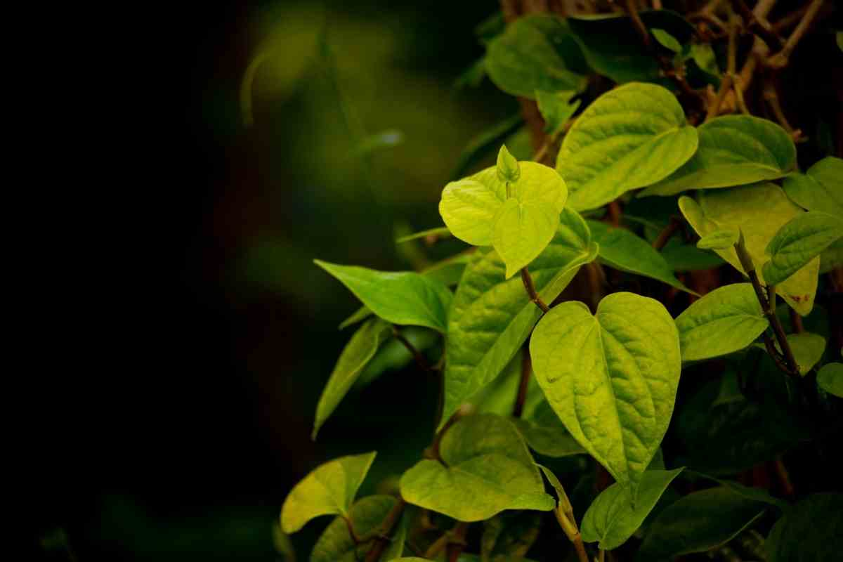 Grower’s Guide for Betel Leaf