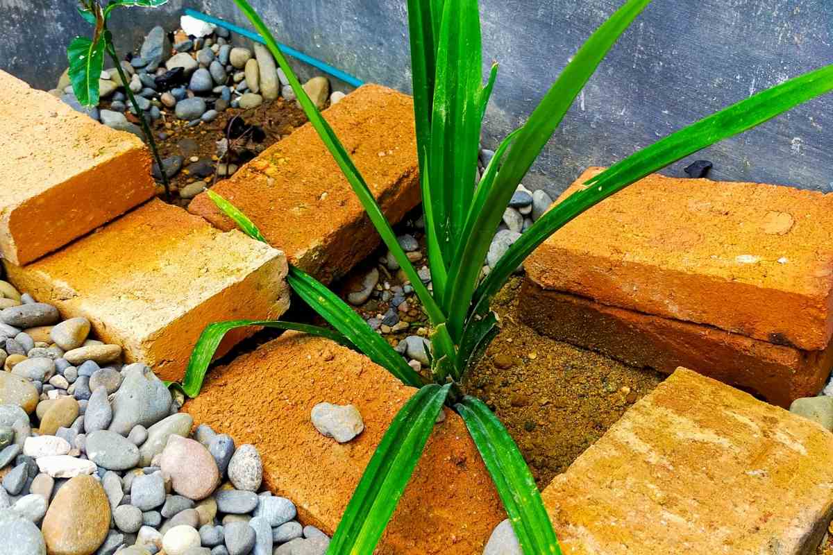 Grower’s Guide for Pandan Plant