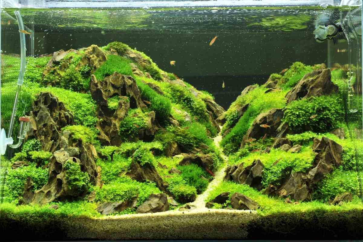 Growers Guide for Utricularia Graminifolia