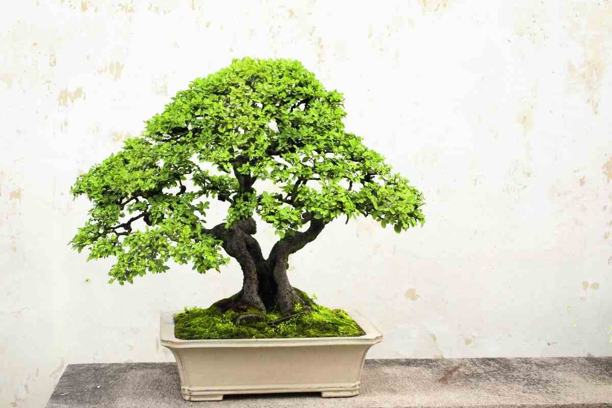 Growers Guide For Kyoto Moss Spores