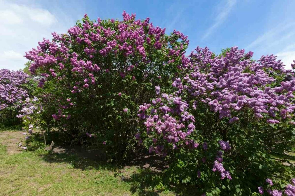 Syringa Vulgaris