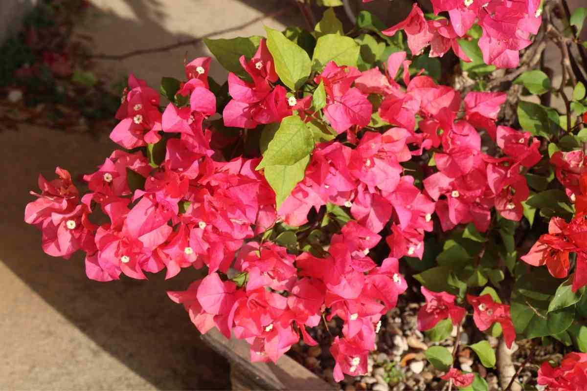 Growers Guide for Paper Flower Plant