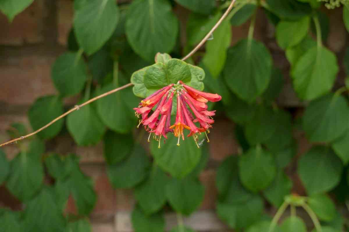 When Does Honeysuckle Bloom?
