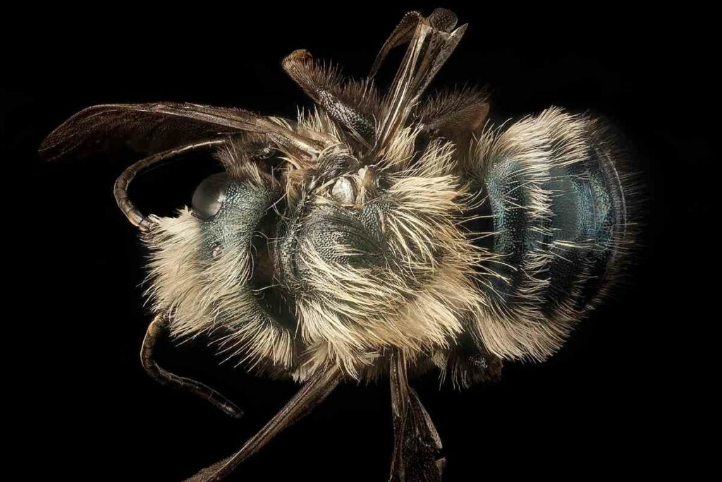 @en.wikipedia.org_wiki_Osmia_californica