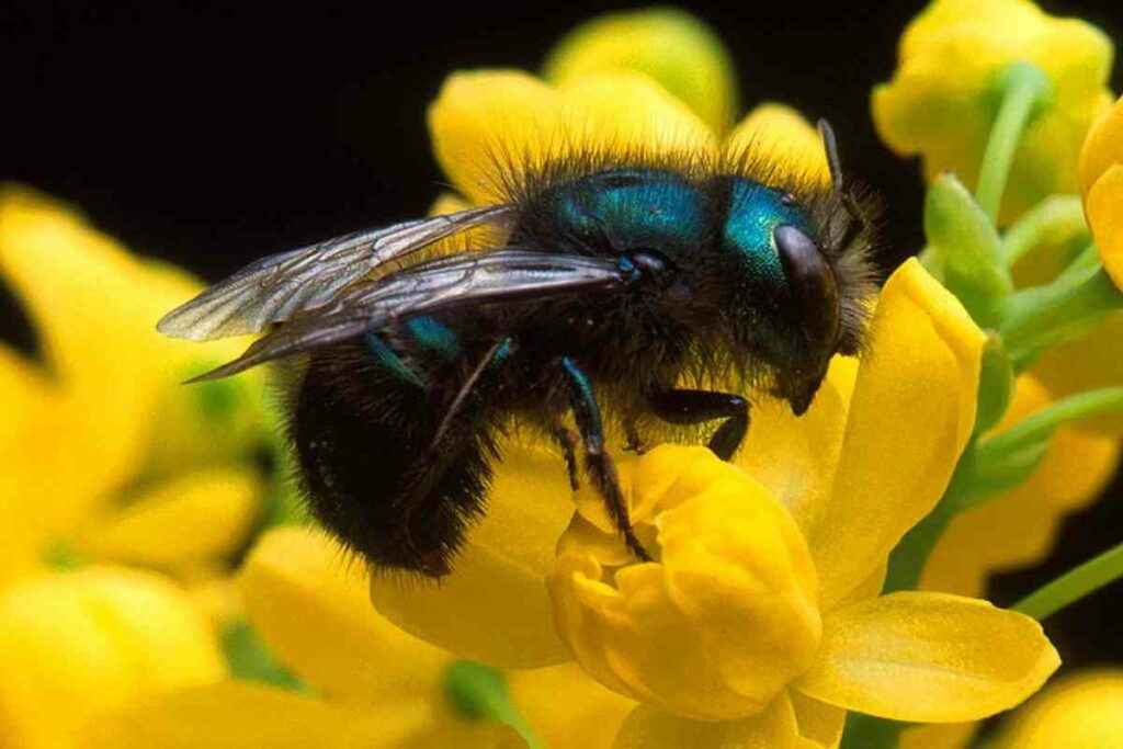 @en.wikipedia.org_wiki_Osmia_ribifloris