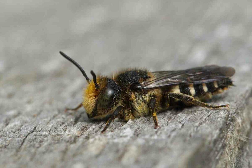 Alfalfa leafcutter bee megachile rotundata