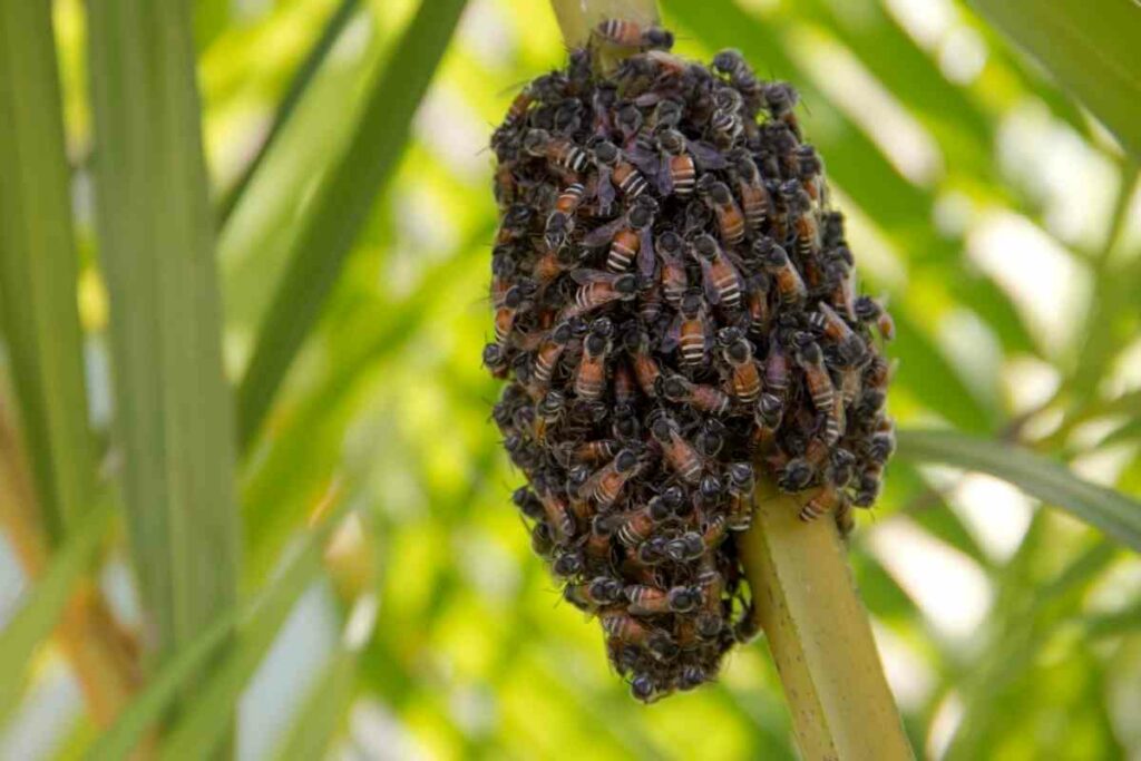 Apis andreniformis bees