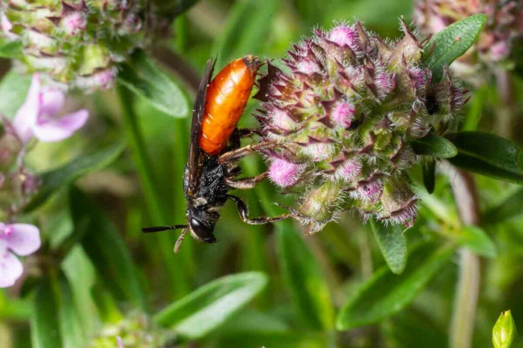 Box-headed blood bee