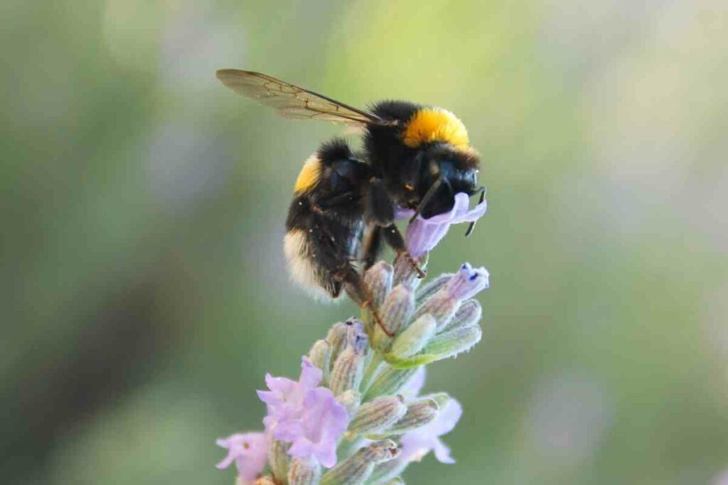 Bombus terrestris on flower