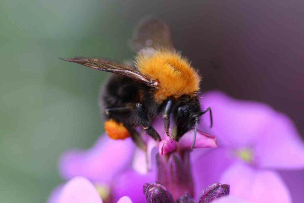 Bombus pascuorum on the flower