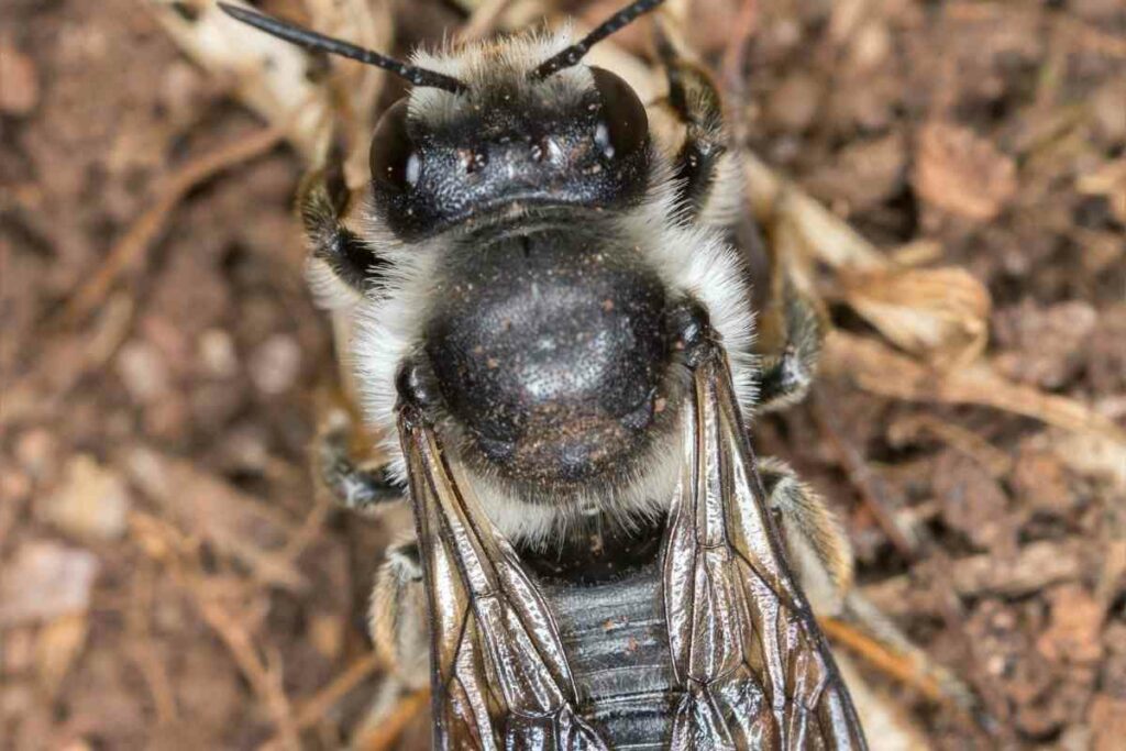 Megachile maritima 