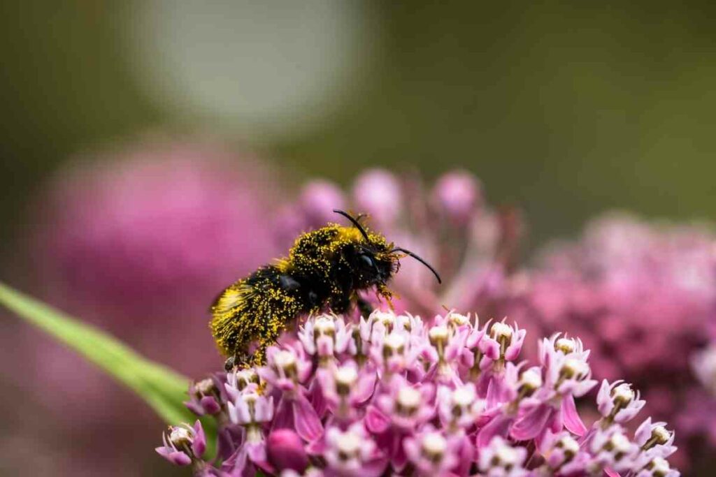 Bombus vestalis on the flower