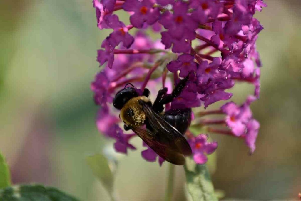 Xylocopa virginica bee