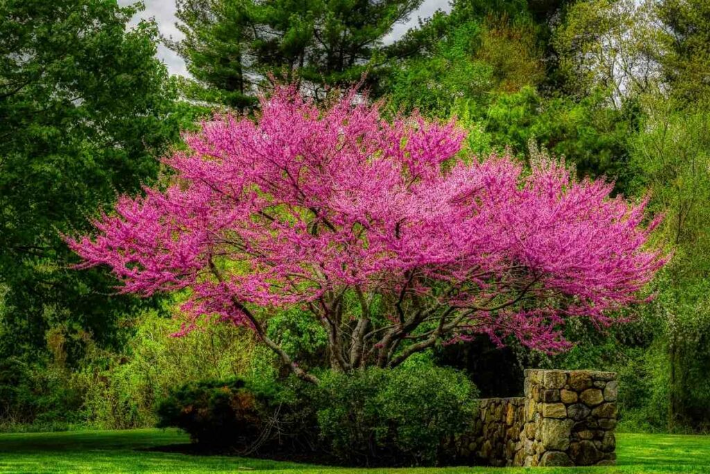 Eastern redbud tree