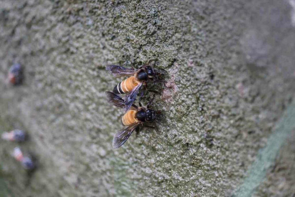 Apis dorsata bees