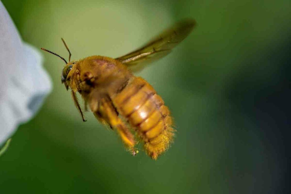 Valley carpenter bee