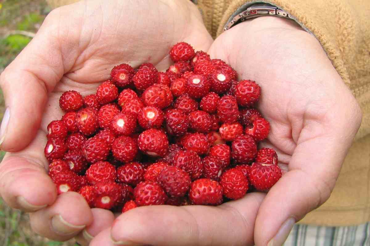 Is Eating Wild Strawberries Dangerous?