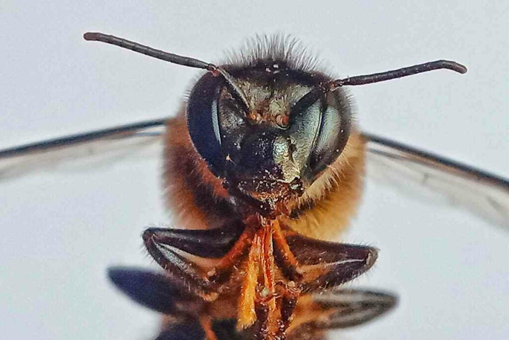 Apis koschevnikovi bee