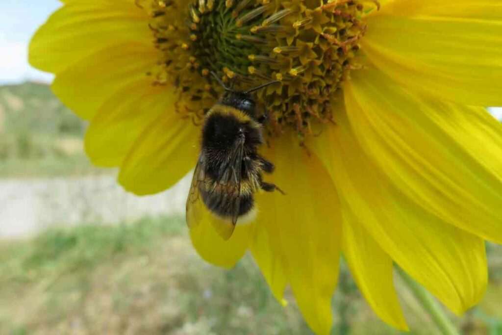 Bombus ruderatus on the sunflower