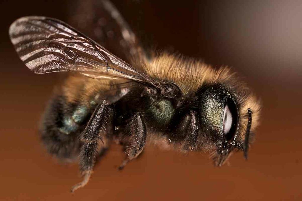 Osmia lignaria bee