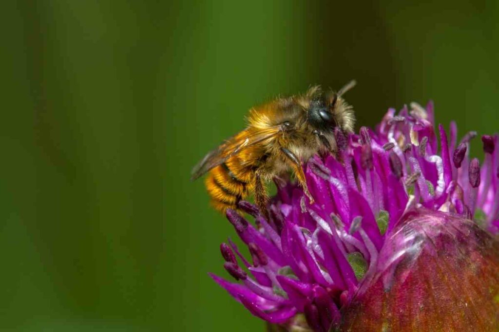 Osmia bicornis on the flower