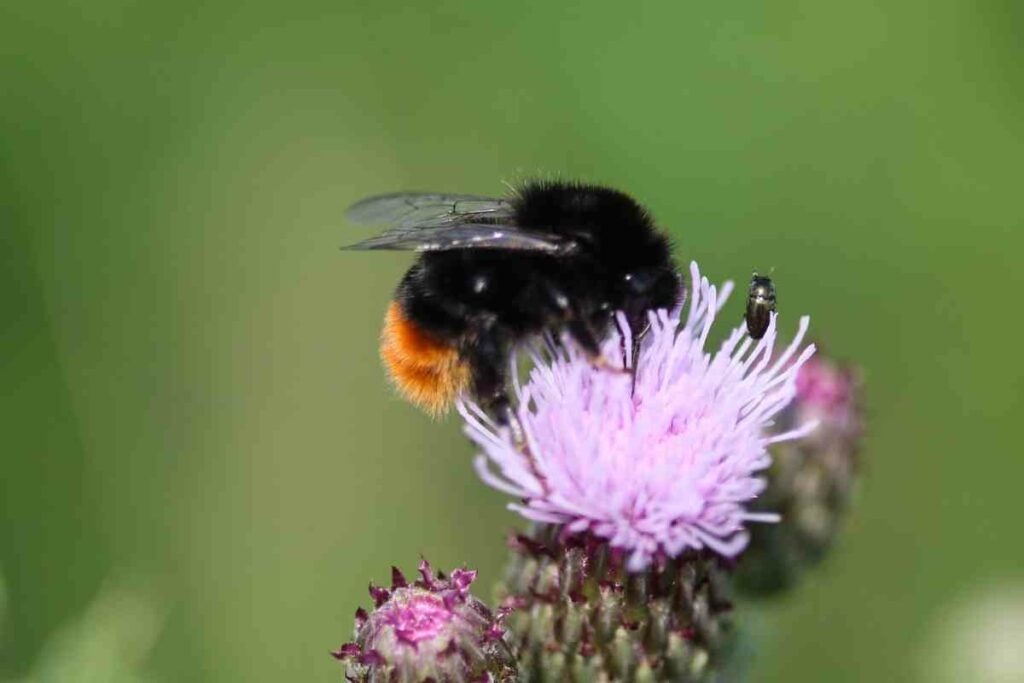 Bombus lapidarius flower
