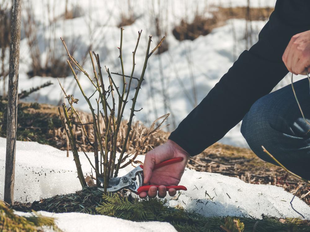 A gardening cutting back part of a plant in the winter.