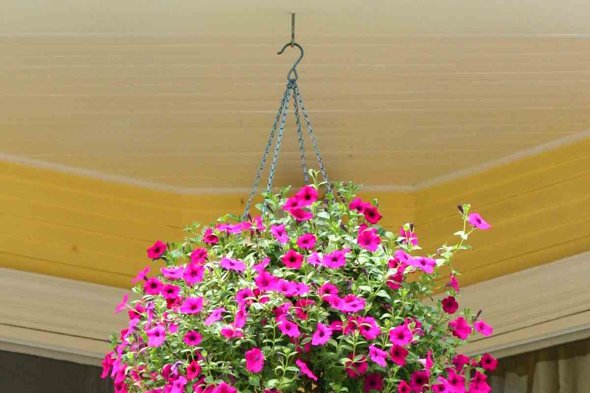 Suitable Ceiling Hooks for Hanging Plants