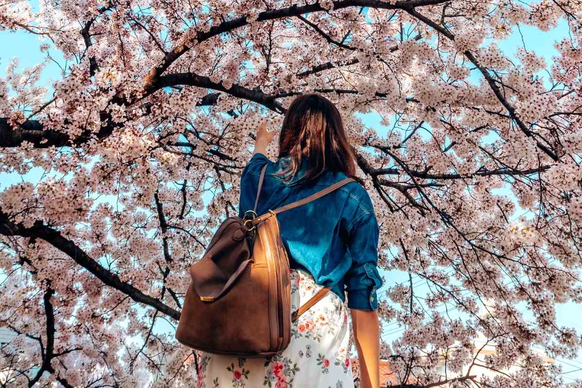 11 Trees That Look Just Like Japanese Cherry Blossom