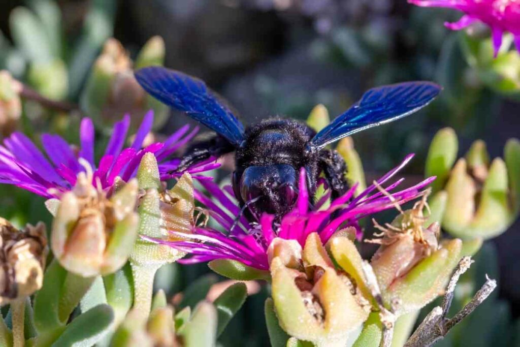 Xylocopa violacea purple