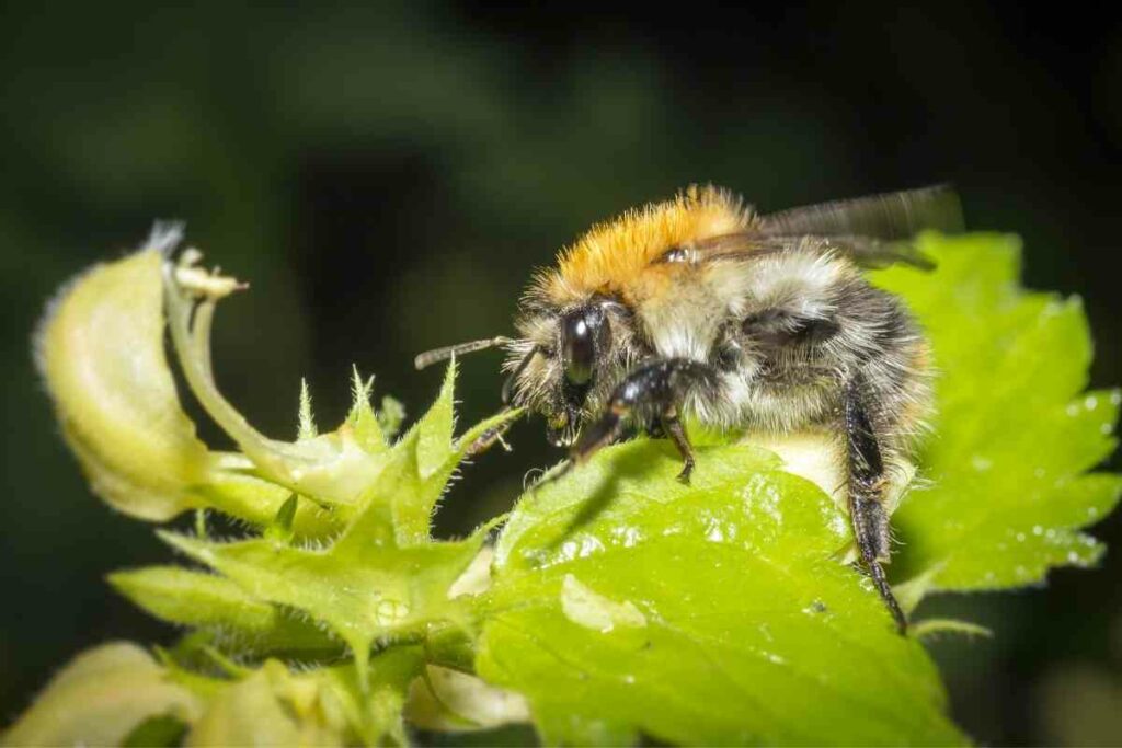 Bombus lucorum on plants