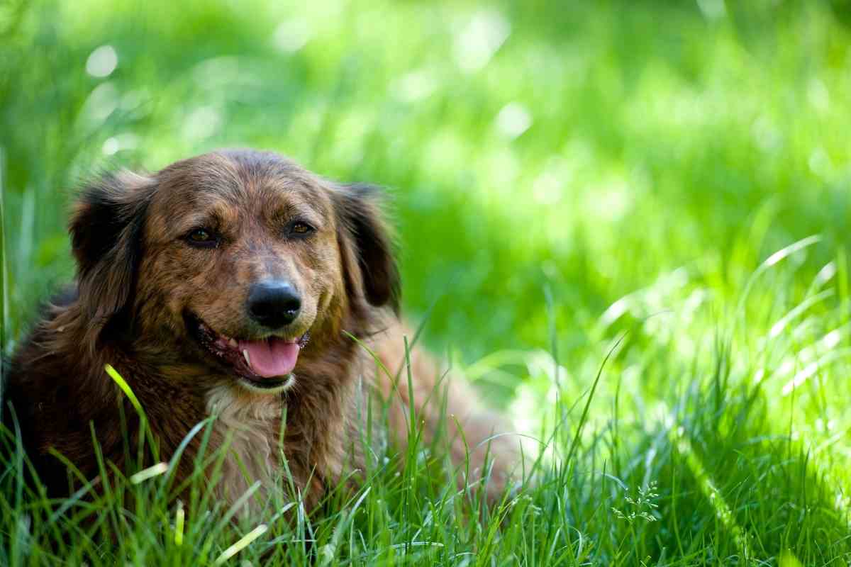Why Does My Lawn Have Yellow Stripes?