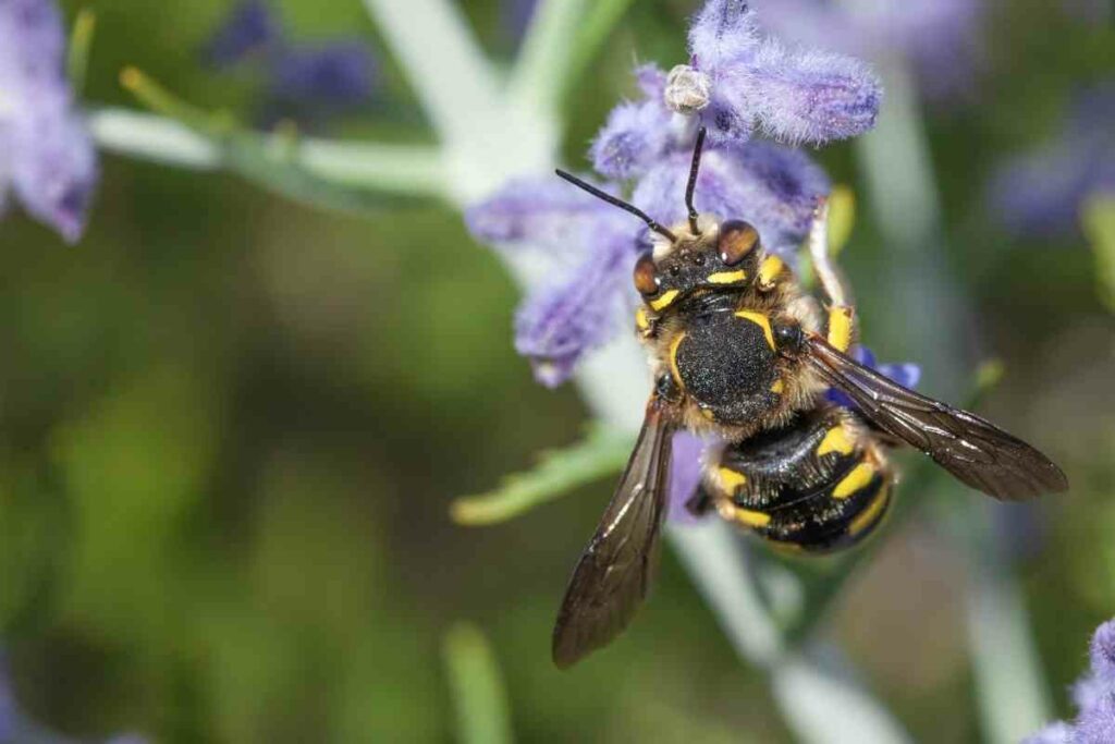 Megachile Ligniseca bee