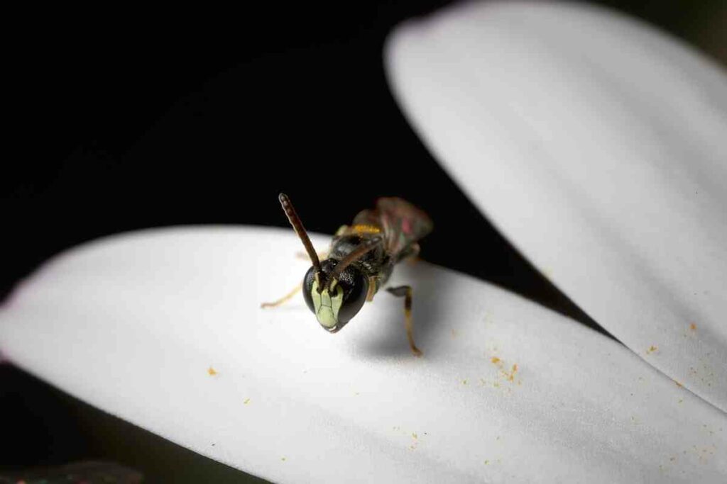 Hylaeus bee