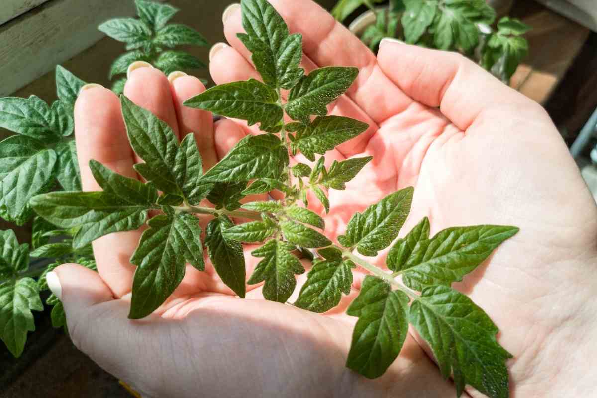 Can You Eat Tomato Leaves? Cooked or Raw