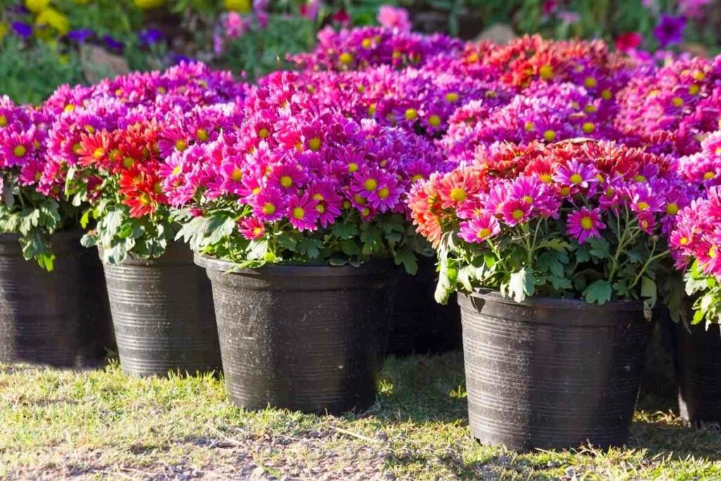 Growing Zinnias in pots